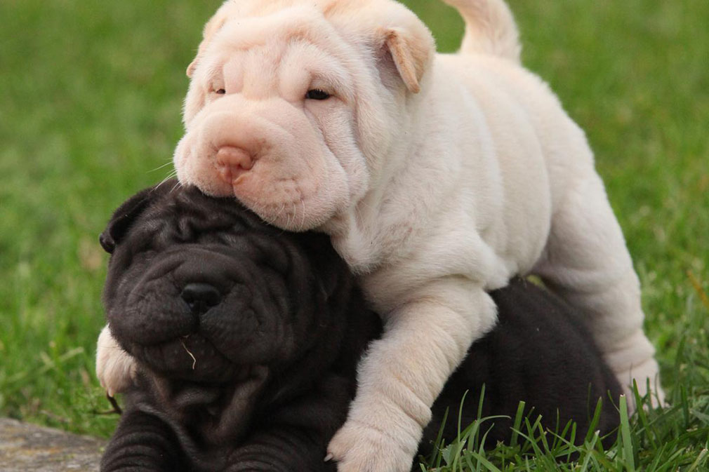 Shar Pei Puppy For Sale