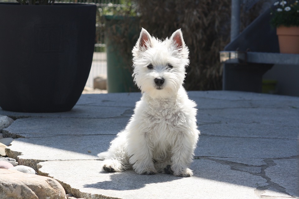 western terrier puppy for sale