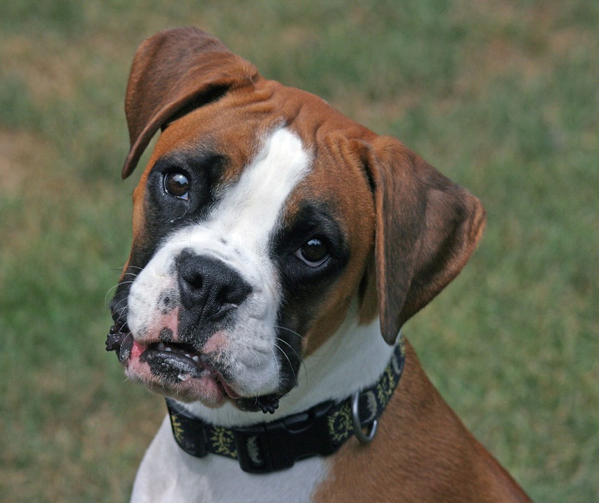 For Sale Boxer Dogs