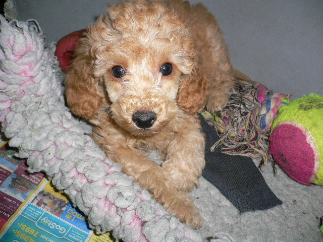 Toy Poodle Puppy For Sale