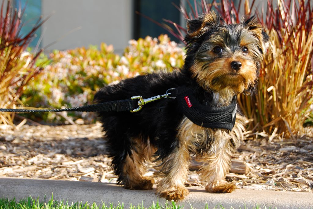 For Sale Yorkshire Terrier