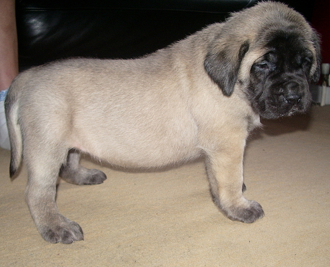 Mastiff Puppy For Sale
