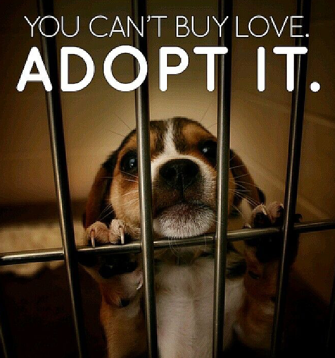 Dog for Adoption