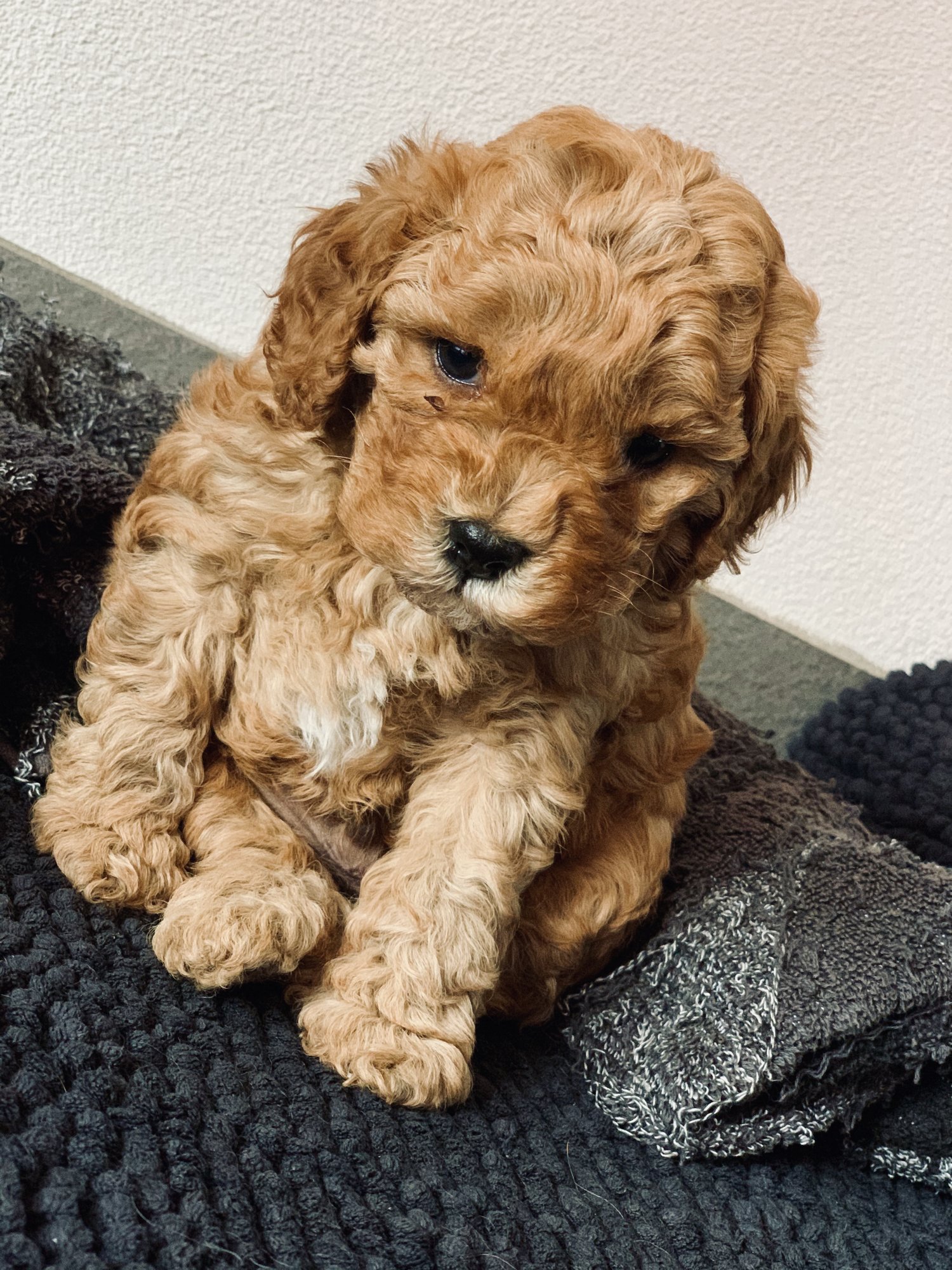 Cavoodle Puppies - Pet Adoption and Sales