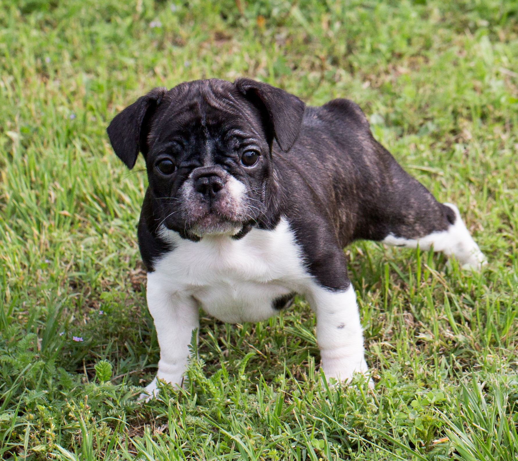43 Best Images French Bulldog Puppies For Adoption Michigan / French ...