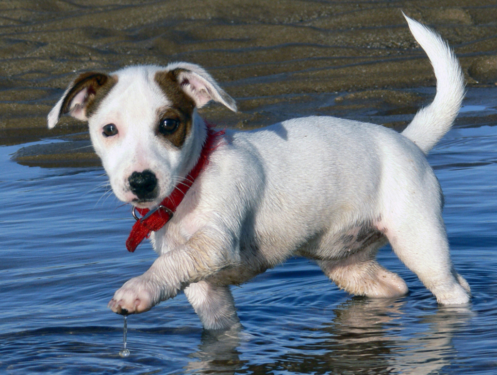 Jack Russell Puppies - Pet Adoption and Sales