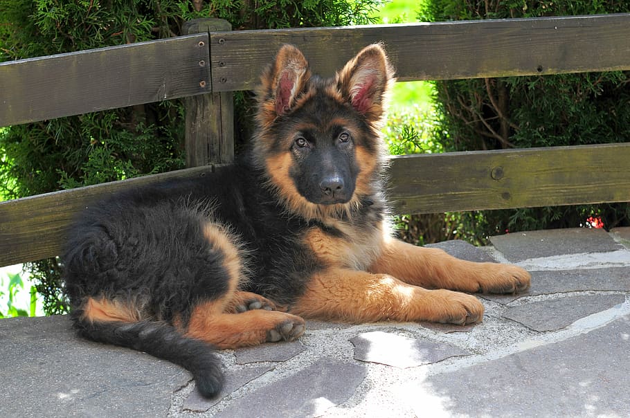 Buy German Shepherd Puppy online In Belgium