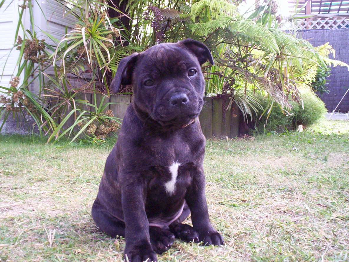 pitbull x staffy puppy