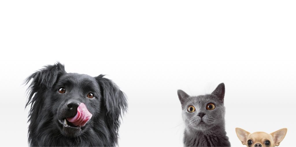 Cat and Dog Pet food delivery