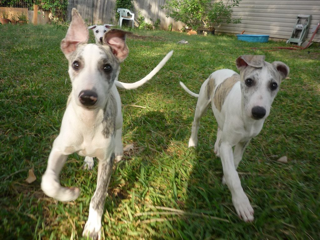 Whippet Puppy
