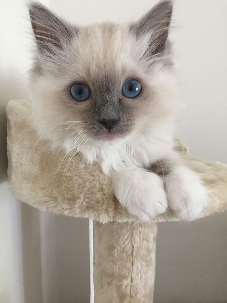 Ragdoll Kittens For Sale Pet Adoption And Sales
