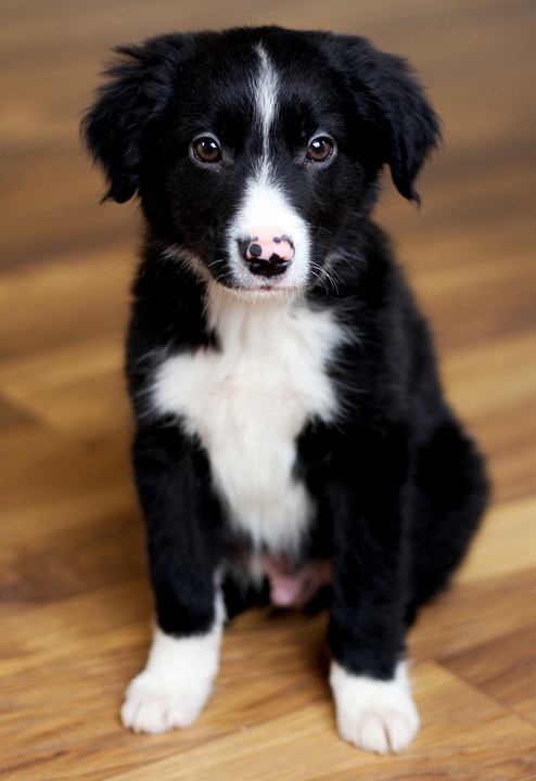 started border collies for sale