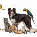 Sell and Buy Pets Online