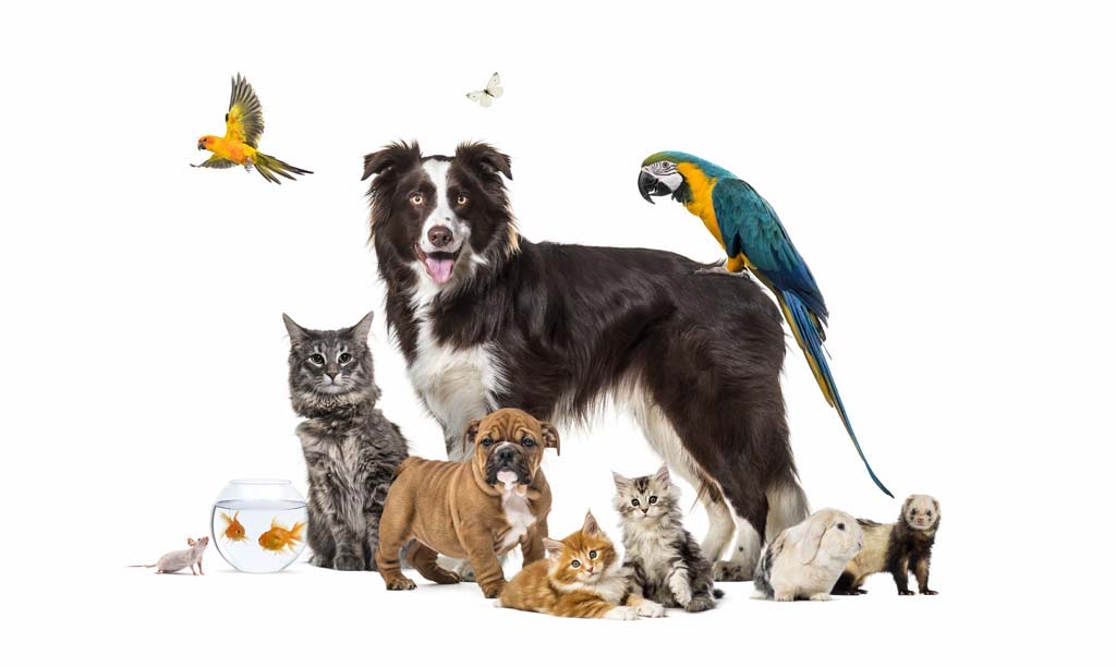 Sell and Buy Pets Online