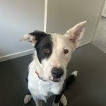 Service to Rehome Dog