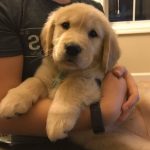 Sites to Sell Puppies
